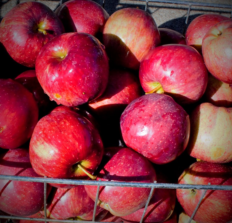 Just-washed apples