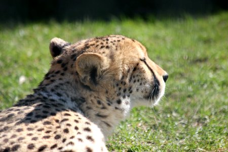 Ghepardo