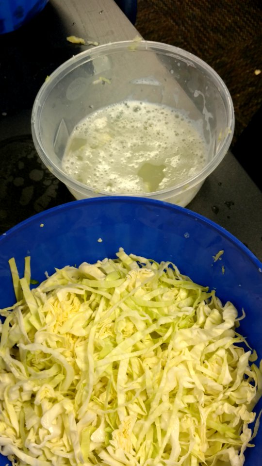 Shredded cabbage ready for fermenting