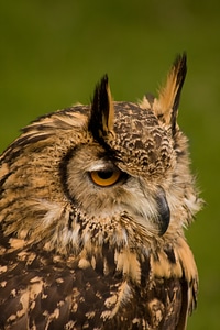 Close up owl eyes zoo