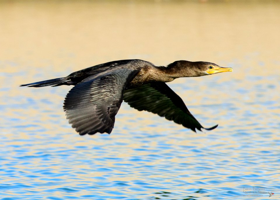 Cormorán Neotropical (Phalacrocorax brasilianus) MBS 3290