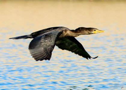 Cormorán Neotropical (Phalacrocorax brasilianus) MBS 3290