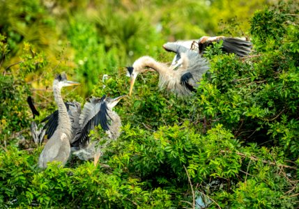 Great Blue Heron