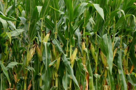 Cornstalks in Clyo, GA