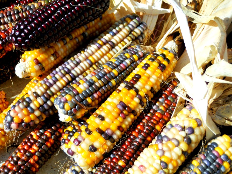 Colorful corn