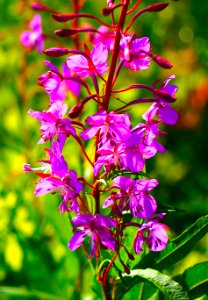 Fireweed (Chamerion angustifolium)