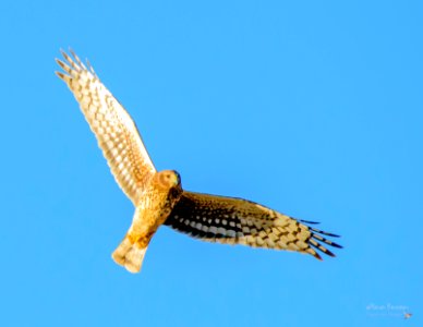 Gavilan Rastrero (Northern Harrier) MBS 2758