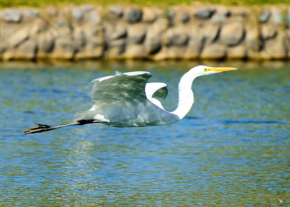 Garza blanca (Ardea alba) MBS 3306-2