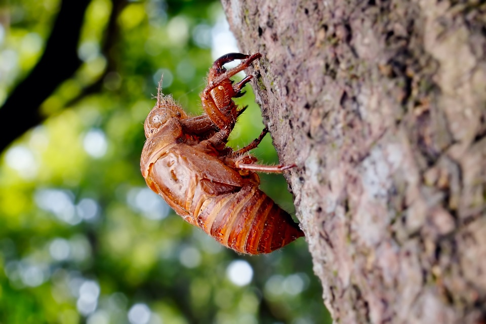 The cicada shell insect summer