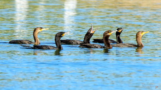 Cormorán Neotropical (Phalacrocorax brasilianus) MBS 3297