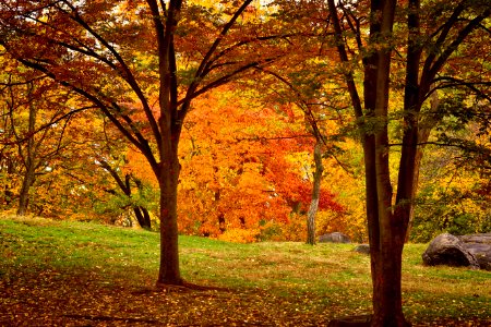 central park photo