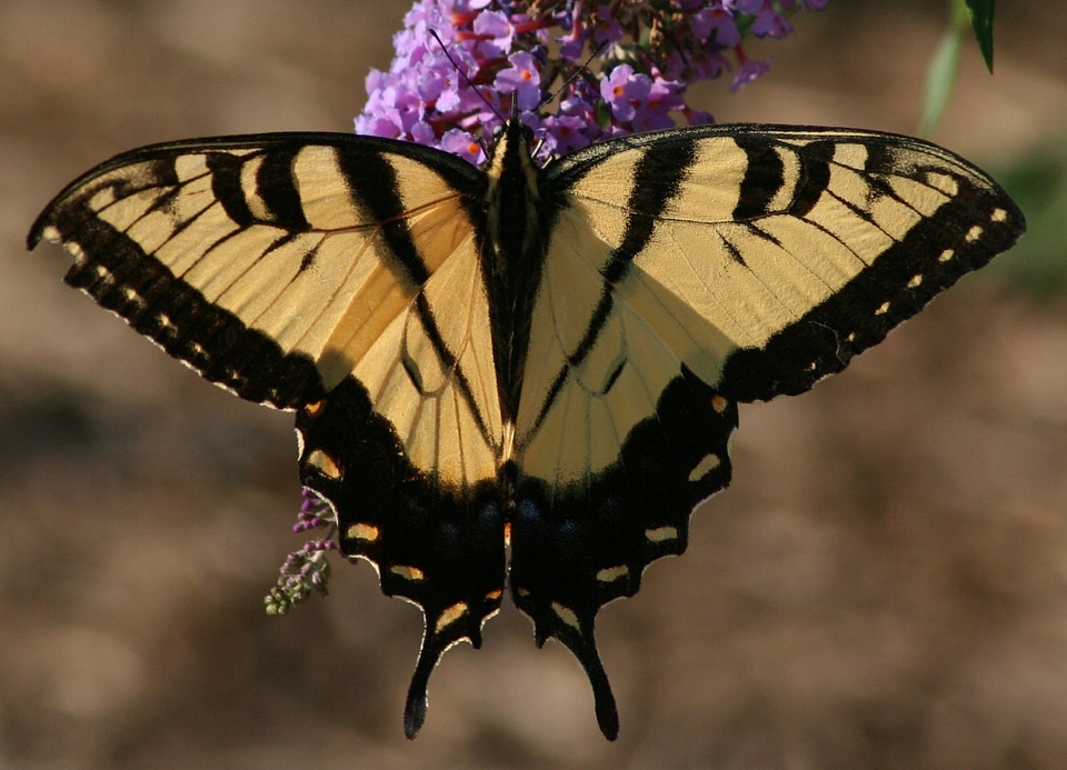 Wings male colorful