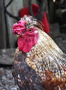 Cock red peak photo