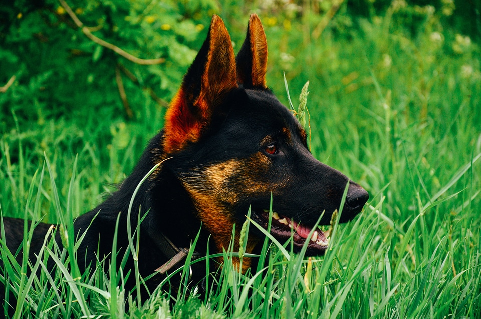 Pet purebred black