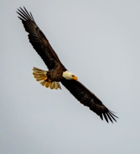 Eagle looking for a meal photo