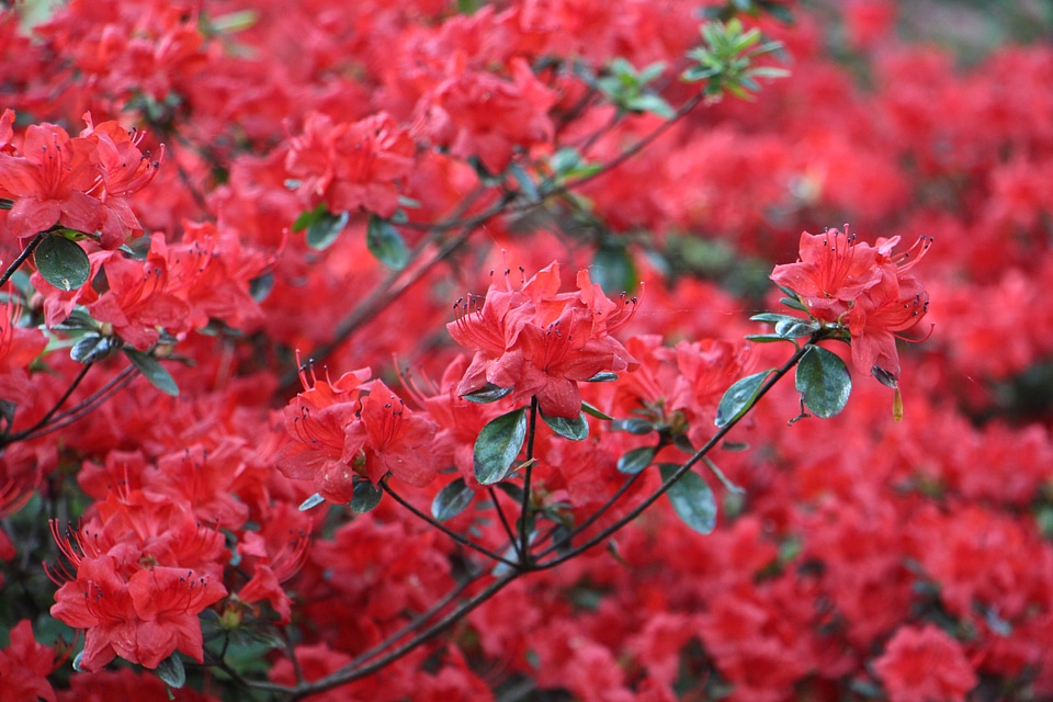 Beautiful blossom bloom
