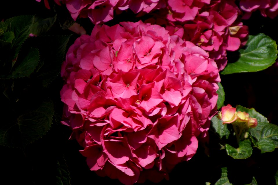 DSC07818