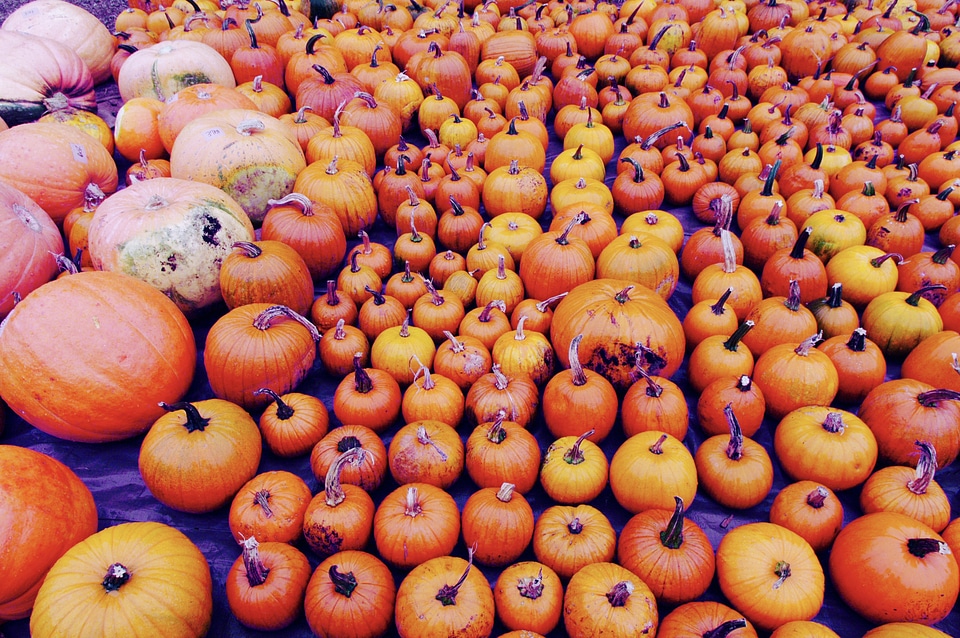 Orange vegetables fall