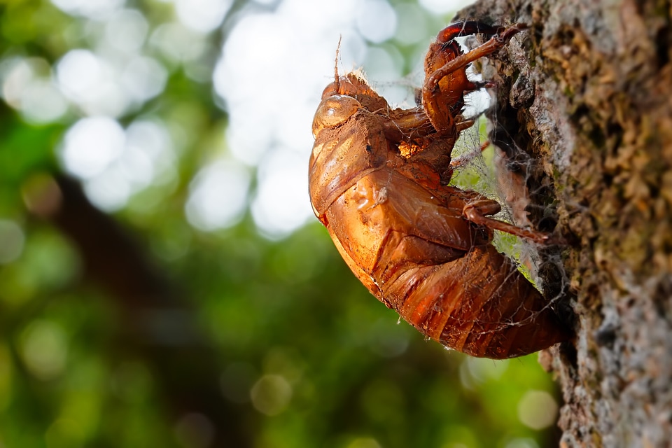 The cicada shell insect summer