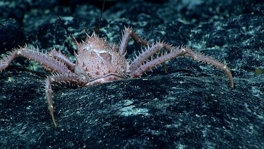 Thorn-Studded King Crab photo