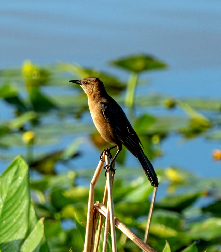 Female Boat-tailed grackle