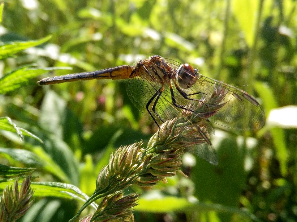 dragonfly