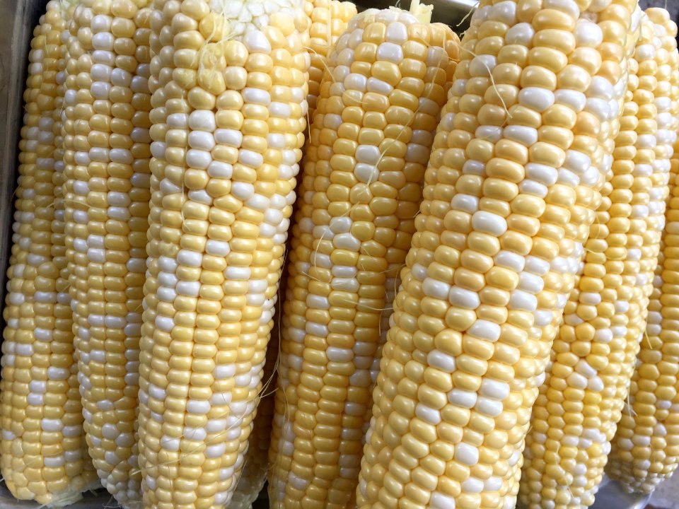 Freshly husked sweet corn