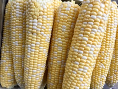 Freshly husked sweet corn photo