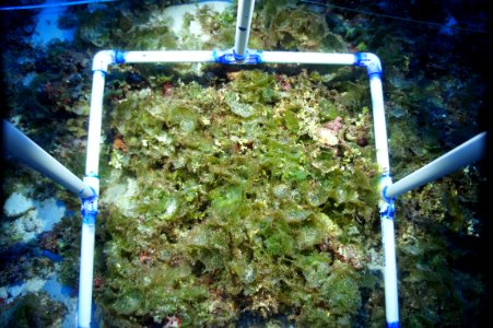 Deep Water Algae Bed photo