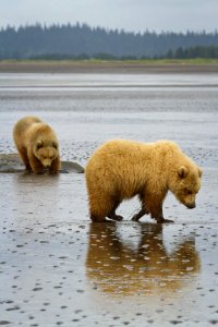 Traversing the Mud Flats