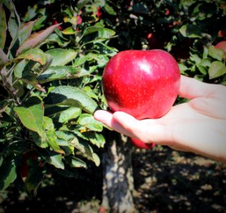 A pretty red apple in hand