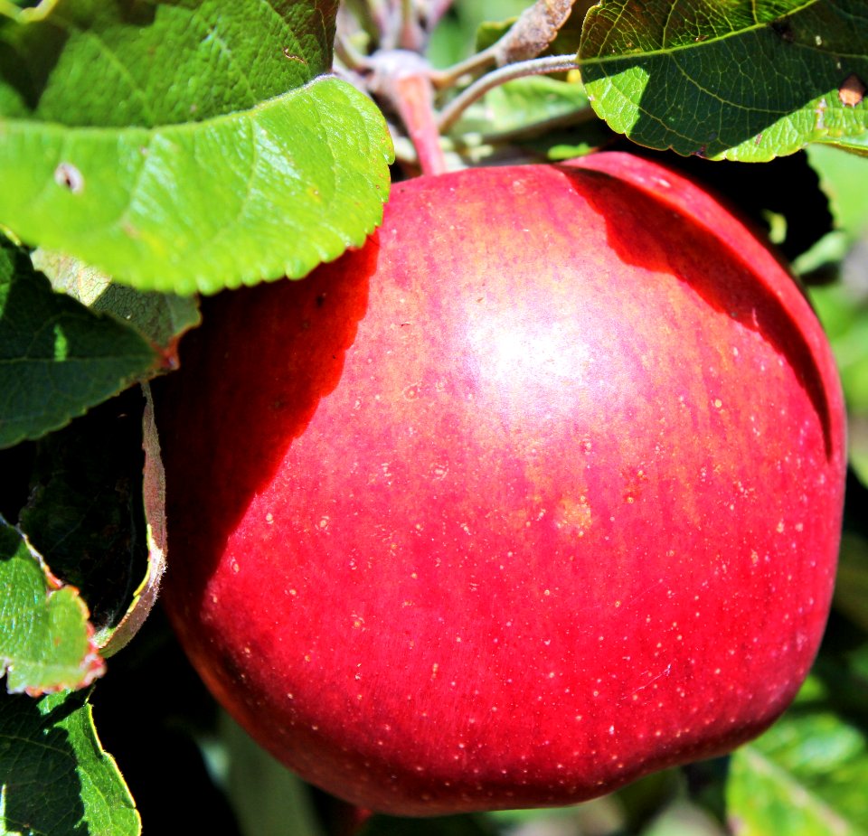 Bright red apple on tree
