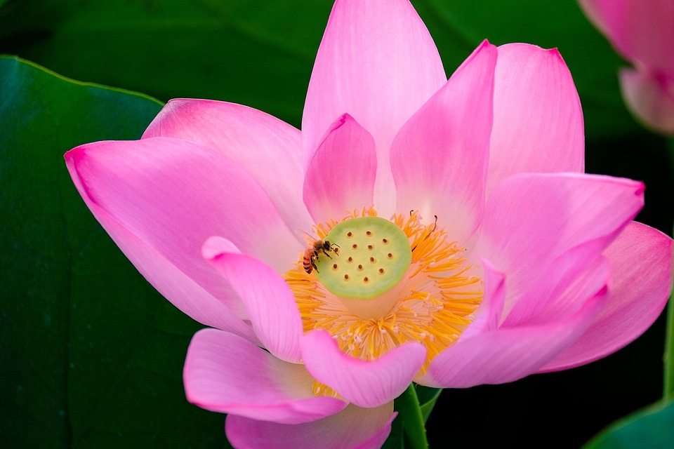 Lotus early summer summer