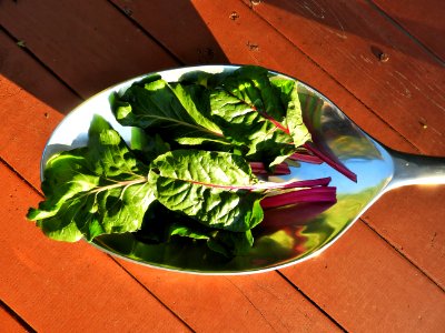 A Spoonful of Swiss Chard