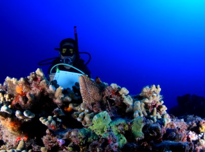 Diver and Spotted Moray at Maro Reef photo