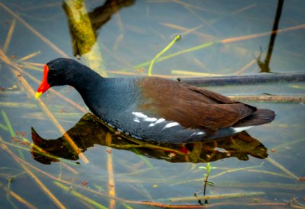 Common Gallinule