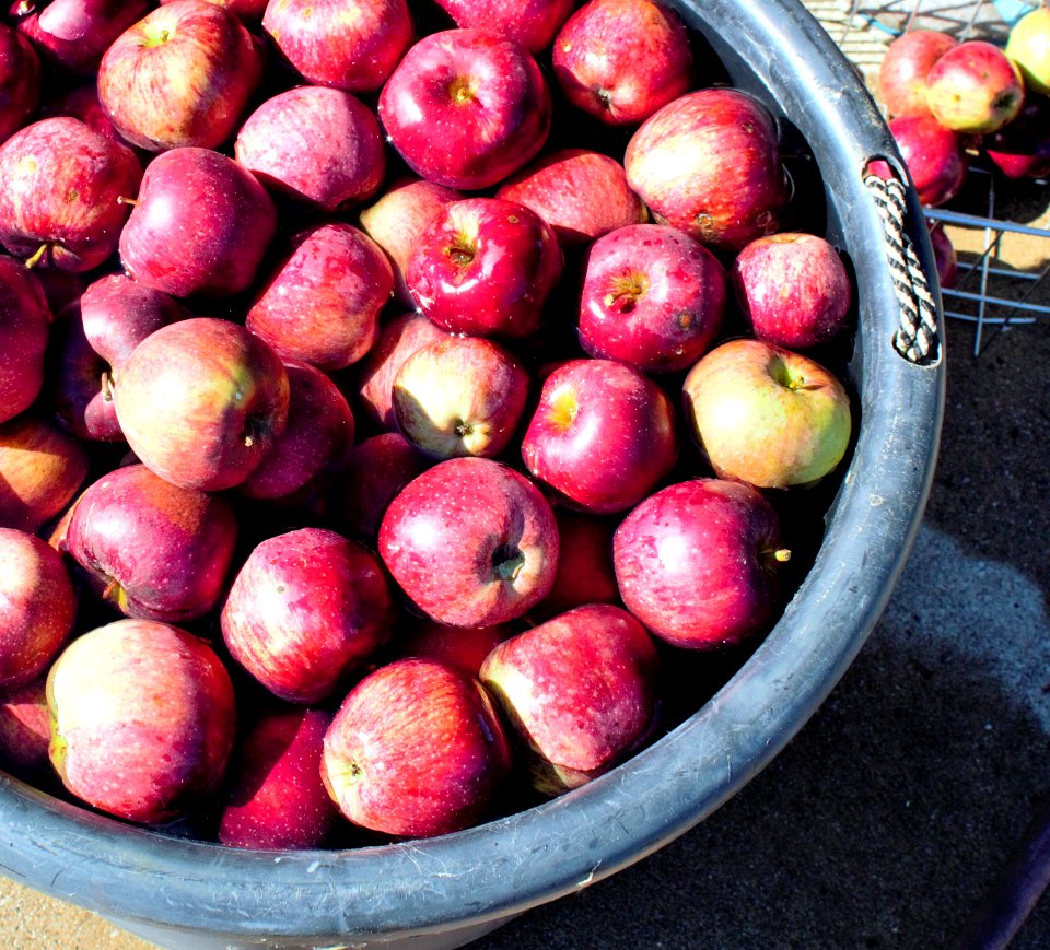 Fresh clean apples