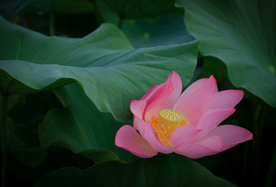 Early summer summer flowering