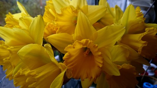 Bunch of Dafodils in a vase photo