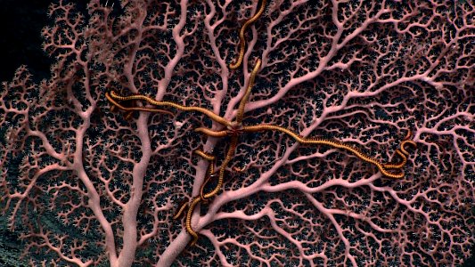 Commensal Brittle Star