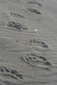 Footprints photo