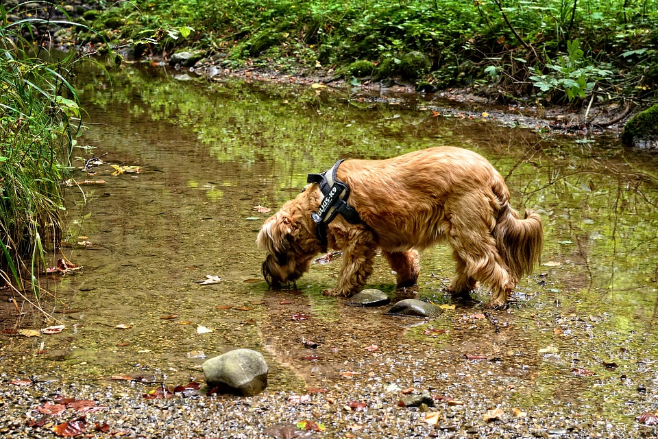 Animal water drink