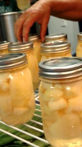 Canned pears cooling