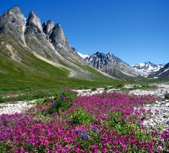 Flowery tundra photo