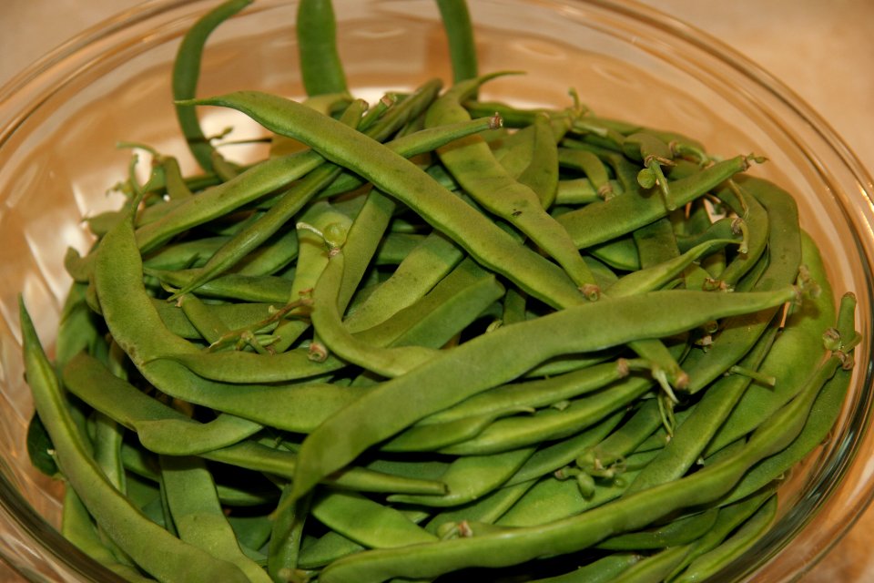 Fresh green beans 1