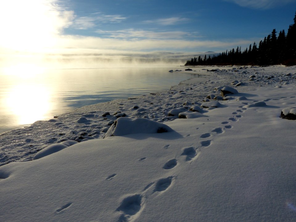 Wolverine and Mink Tracks