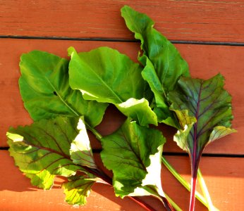 Fresh beet greens photo