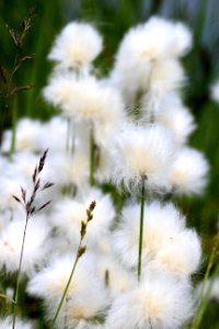 Alaska Cotton Grass (Eriophorum angustifolium) photo