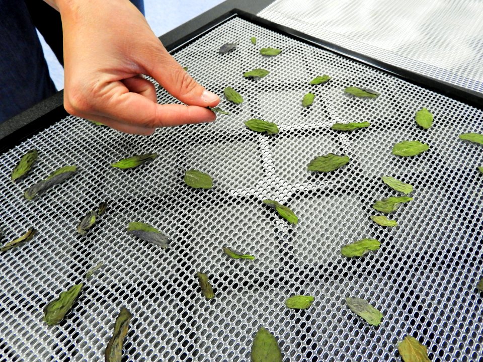 Checking for crispness of dried mint photo