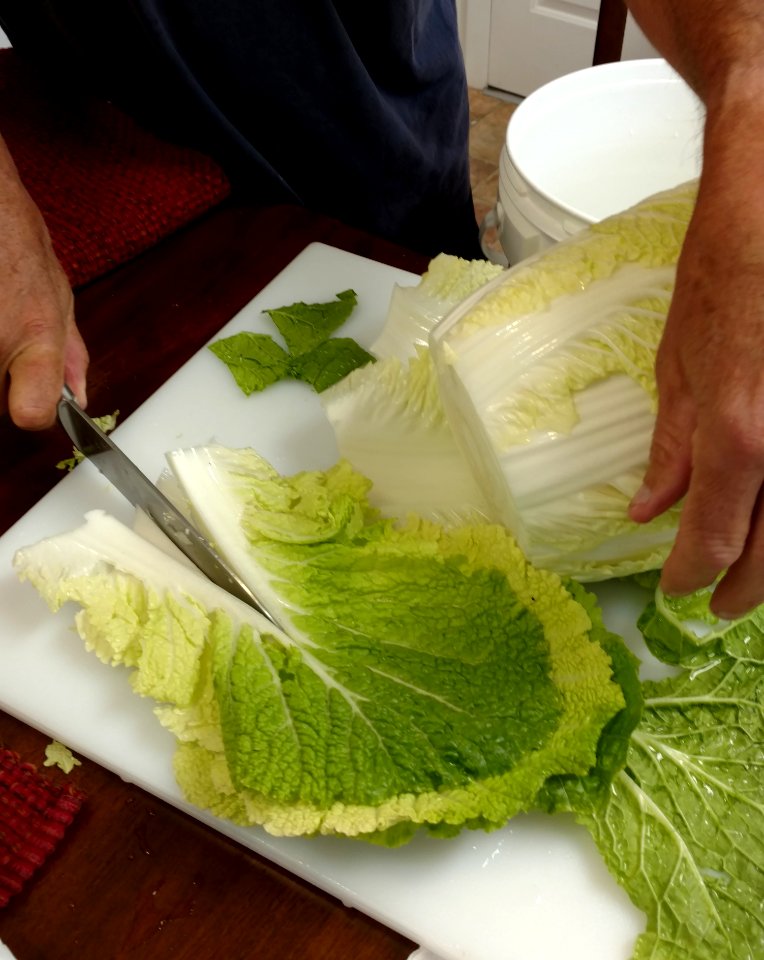 Preparing cabbage for kimchi (3)